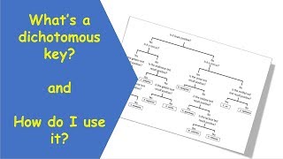 Science Teaching  The Ultimate Guide to Constructing a Dichotomous Key  ACSSU111  VCSSU091 [upl. by Alisun]