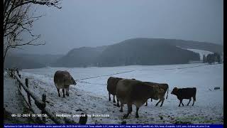 20241208 Webcam Cansiglio  verso la piana dei quotBechquot [upl. by Refotsirhc]