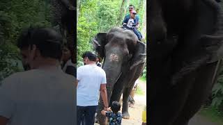 Elephant Safari Kerala Thekkady kerala nature travel greenscene love ￼ [upl. by Aiderfla131]