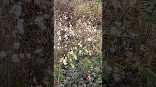 Snowberries blowing in the wind nature [upl. by Lodi]