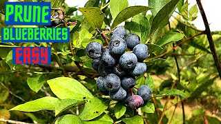 PRUNING BLUEBERRIES EASY WAY [upl. by Oaoj]