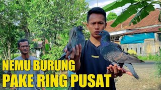 KENCENG NIH NEMU BURUNG RING PUSAT DISINI [upl. by Lleneg]