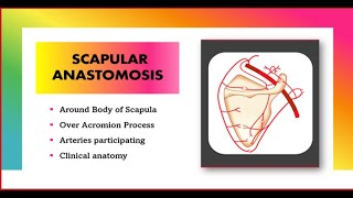 Scapular Anastomosis Anatomy Simplified  Upper Limb [upl. by Noteloc]