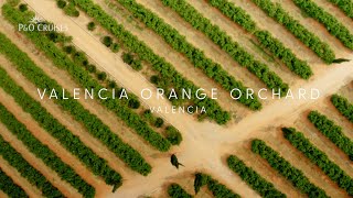 PampO Cruises  Valencia orange orchard [upl. by Pollak290]