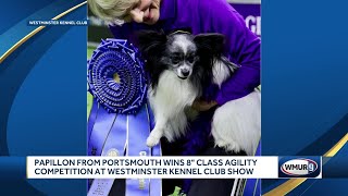 Papillon from Portsmouth wins 8inch class agility competition at Westminster Kennel Club Show [upl. by Saba78]