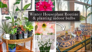 Winter House Plant Routine amp Planting Indoor Bulbs  Amaryllis amp Paperwhite Bulbs for Winter Flowers [upl. by Lierbag]