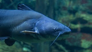 Ask the Aquarium — quotWhy do Catfish have whiskersquot [upl. by Yeliah]