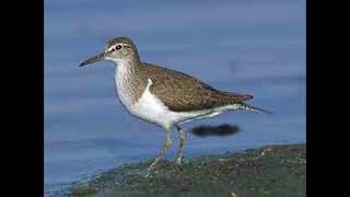 Common Sandpiper Bird Call [upl. by Ecinnej]