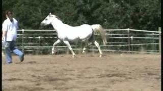 Desert Lily Arabians [upl. by Lapham615]