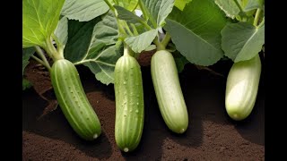 Cucumber Seed Planting At Home 😱❌😱 Plantation de concombre à la maison  Plantio de pepino em casa [upl. by Inahteb209]