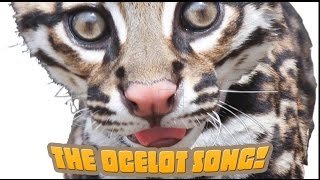 How Many Spots Has An Ocelot Got An endangered species song your kids will love [upl. by Marela]