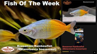 Boesemani Rainbowfish Melanotaenia boesemani imperialtropicals aquariumfish aquarium fish [upl. by Gerius48]