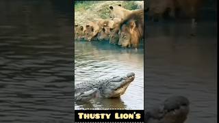 Lions Risky Sip Drinking Water Near a Deadly Crocodile [upl. by Enilhtak]