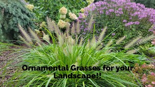 Growing Ornamental Grasses [upl. by Just968]