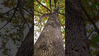 Giant Maple Leaf sycamore treespecies tree [upl. by Healy305]