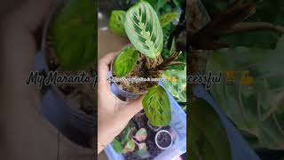 Marantaprayerplant maranta balcony nature birdsnatureplants houseplants rareplants garden [upl. by Cleopatre]