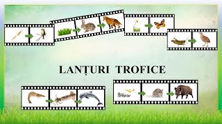 Lanturi trofice [upl. by Anawot]