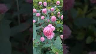 Gomphrena globosa Gomphrenaglobosa globeamaranth gomphrena gomphrenaflower meghalayaindia [upl. by Anirehtak160]