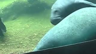 Manatees Mating [upl. by Heti]