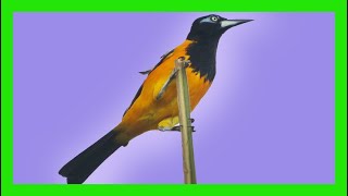 Venezuelan Troupial Song Sound Call  Turpial  Icterus Icterus [upl. by Alyl]