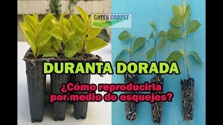 DURANTA DORADA ¿Cómo reproducir plantitas de duranta dorada por medio de esquejes [upl. by Eahc838]