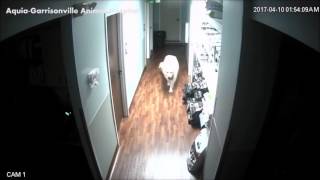 Smart Dog Escapes From Kennel Opens Doors [upl. by Francesco519]