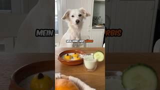 Hund 🐶  Kürbis🎃  ❤️ hund kochen rezept [upl. by Burnsed574]