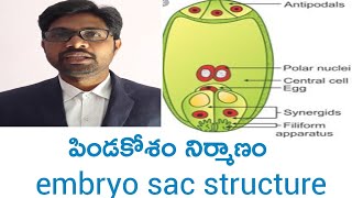 Embryo sac structure intermediate first year botany important questions [upl. by Nonregla]