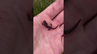 This is the Alpine newt Ichthyosaura alpestris and it’s absolutely stunning herpetology [upl. by Danica]