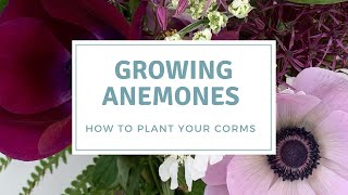 How To Plant Anemone Corms  Grow Anemones For Cut Flowers [upl. by Ellehcram]