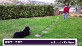 Cassieaddestramento base  Clicker training  Bovaro del Bernese [upl. by Relyks]