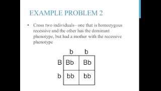 Punnett square practice problems simple [upl. by Meekyh]