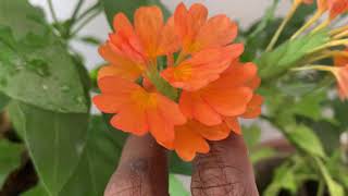 Kanakambaram Crossandra infundibuliformis General Care Guide Sunlight Propagation Fertilization [upl. by Rector]