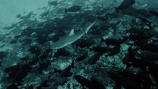 Marshall Islands Scuba Diving Kwajalein Atoll I [upl. by Ydnir386]