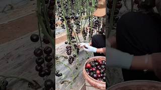 Cherry Tomato Growing in Pots You Will be surprised to see the yield  shorts tomatofarming [upl. by Leesa]