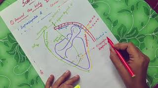 SCAPULAR ANASTOMOSIS  ANATOMY  UPPER LIMB IN TAMIL [upl. by Bilow512]