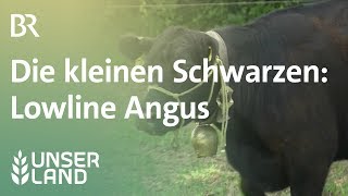 Lowline Angus  Unser Land  BR Fernsehen [upl. by Nerua100]