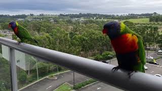 Australia Rainbow Lorikeets  Campbelltown [upl. by Claudie]