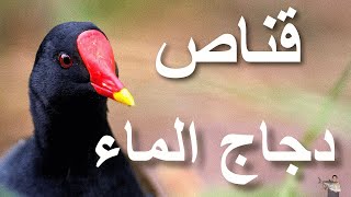 صيد فراخ الماء بالبندقية الهوائية [upl. by Auop]