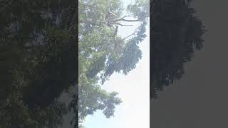 Sabarinathan tree cutter pattukkottai vahai maram cutting work [upl. by Eceinal147]