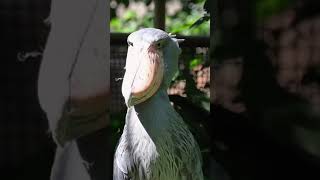 ShoebillThe Magnificent Bird shoebillstork shoebill shoebillstorktiktok shoebillbird [upl. by Homovec668]