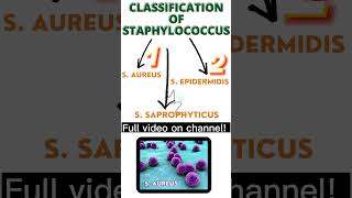 Classification of Staphylococcus aureus epidermidis saprophyticus bacteriology staphylococcus [upl. by Deibel449]