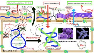 Pharmacology of ANTISEPTICS and DISINFECTANTS Part 1Alcohols [upl. by Euqnomod28]