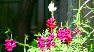 How to Grow Snapdragon Antirrhinum Flowers from Seed [upl. by Diraf]