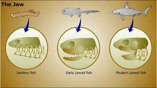 Phylum Chordata [upl. by Nahsyar688]