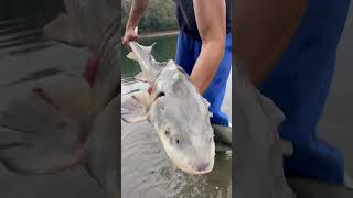 STORIONE BIANCO con una LIVREA spettacolare fishing fishingvideo sturgeon [upl. by Julietta]