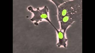 UWMadison Cancer Researchers Discover New Form of Cell Division [upl. by Gilboa245]