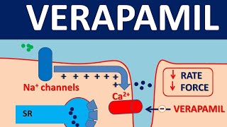 Verapamil  Mechanism side effects and uses [upl. by Eatnad]