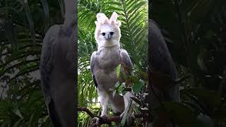 A Harpy Eagle  The Largest Eagle in the World [upl. by Llenhoj]