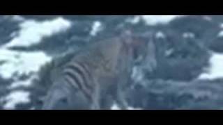 Tasmanian Tiger Filmed in Central Tasmania 2012 [upl. by Eiltan819]